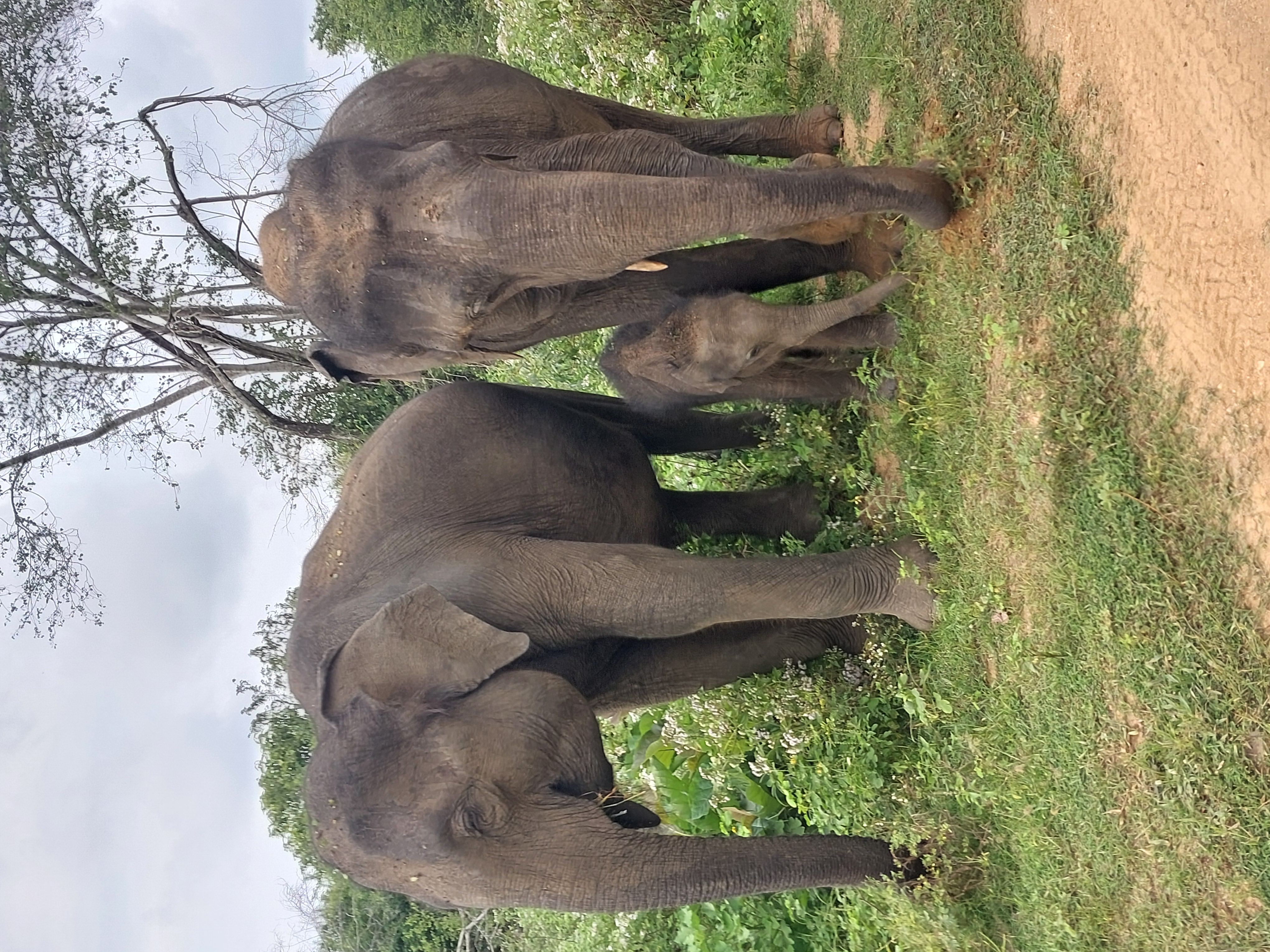 Elephant herd at Udawalawe